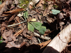 Antennaria solitaria