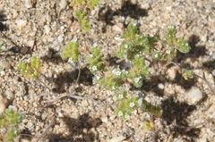 Eremocarya micrantha