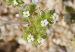 Eremocarya micrantha