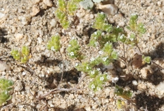 Eremocarya micrantha