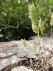 Rostraria smyrnacea