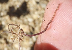 Eremocarya micrantha