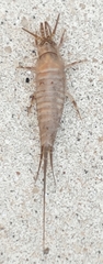 Pedetontus saltator