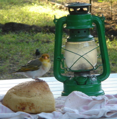 Anaplectes rubriceps rubriceps