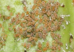 Aphis asclepiadis