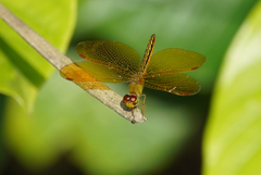 Perithemis electra