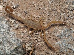 Centruroides sculpturatus