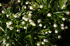 Leucojum vernum