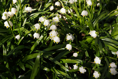 Leucojum vernum