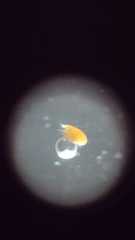 Ostracoda