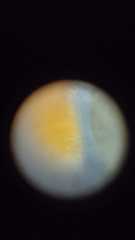Ostracoda