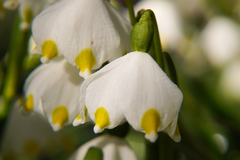 Leucojum vernum