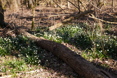 Leucojum vernum
