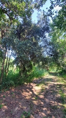 Nectandra angustifolia