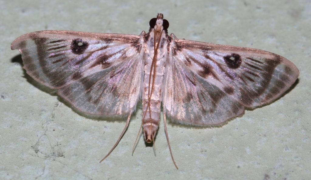 Rhimphalea trogusalis