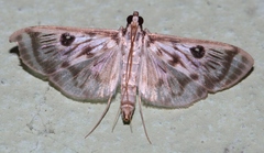 Rhimphalea trogusalis