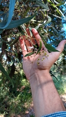 Nectandra angustifolia