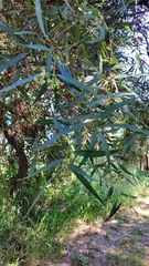Nectandra angustifolia