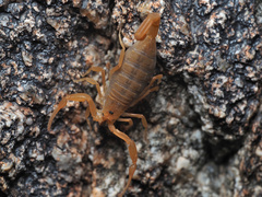 Centruroides sculpturatus