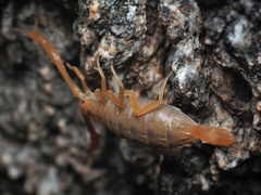 Centruroides sculpturatus