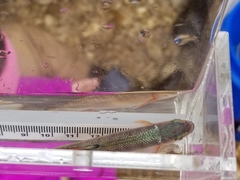 Lythrurus fasciolaris