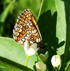 Melitaea athalia