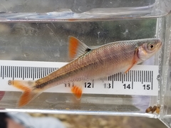 Lythrurus fasciolaris