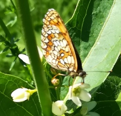 Melitaea athalia