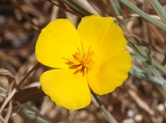 Eschscholzia androuxii
