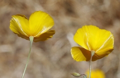 Eschscholzia androuxii