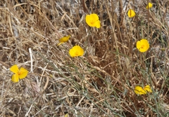 Eschscholzia androuxii