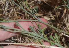 Eschscholzia androuxii