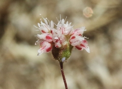 Eriogonum maculatum