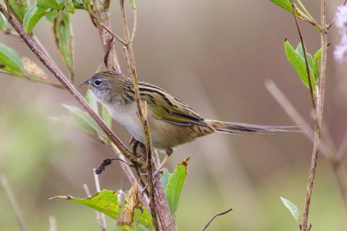 Lesser Grass Finch (Emberizoides ypiranganus), photo 7