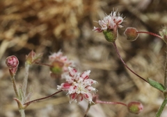 Eriogonum maculatum