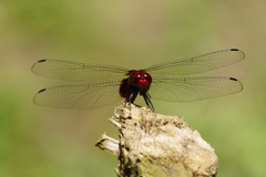 Erythemis mithroides