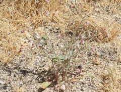 Eriogonum maculatum