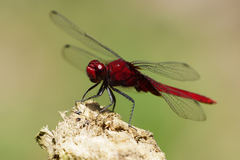 Erythemis mithroides