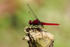 Erythemis mithroides