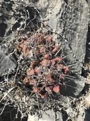 Thelocactus