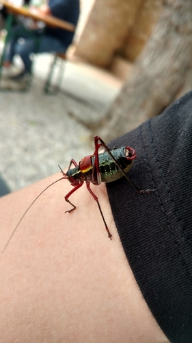Vicentine Saw-tailed Bush-cricket