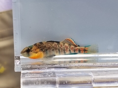 Etheostoma spectabile