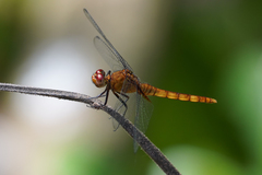 Erythemis mithroides