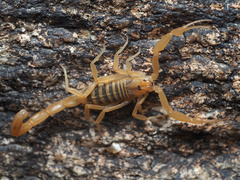 Centruroides sculpturatus