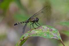 Erythrodiplax kimminsi