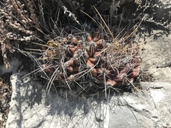 Thelocactus