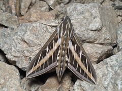 Hyles lineata