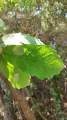 Quercus polymorpha