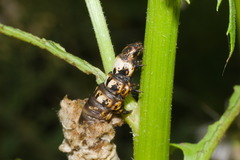 Oiketicus geyeri