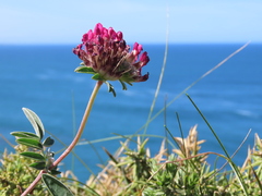 Anthyllis vulneraria iberica